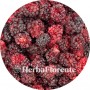 Braam Gewone Vrucht Heel - Rubus fructicosus, Frucus Rubi Fruc. Tot.