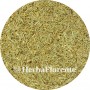 Field Horsetail - Equisetum arvense - Cut
