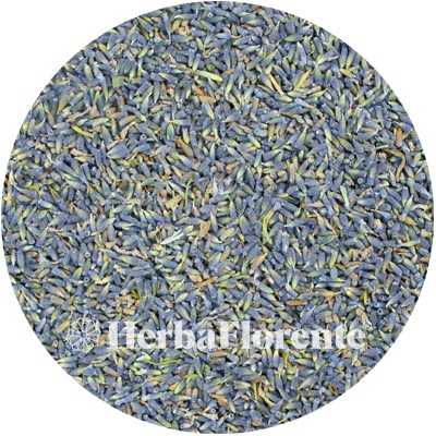 Lavendel - Lavendula angustifolia