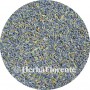 Lavender - Lavendula angustifolia