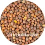 Hawthorn berry - Crataegus monogyna (Crataegus oxycantha)