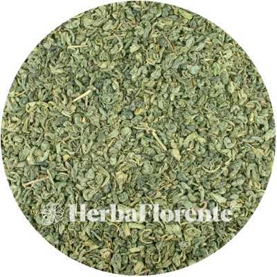 Groene Thee - Gun Powder - Camellia sinensis