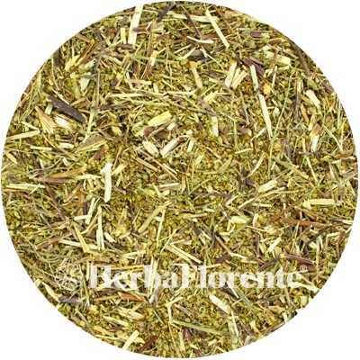 Citronnelle - Artemisia abrotani