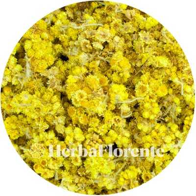 Chast Weed Yellow - Stoechados (Gnaphalium arenarium)