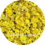 Chast Weed Yellow - Stoechados (Gnaphalium arenarium)