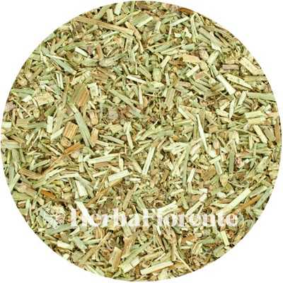 Chicory (Herb) - Cichorium Intybus